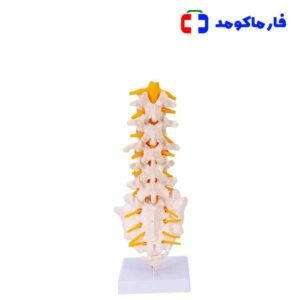 مولاژ مهره های تحتانی بدن انسان