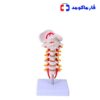 مولاژ مهره‌های گردن