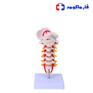 مولاژ مهره‌های گردن