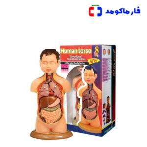 مولاژ نیم تنه عروسکی